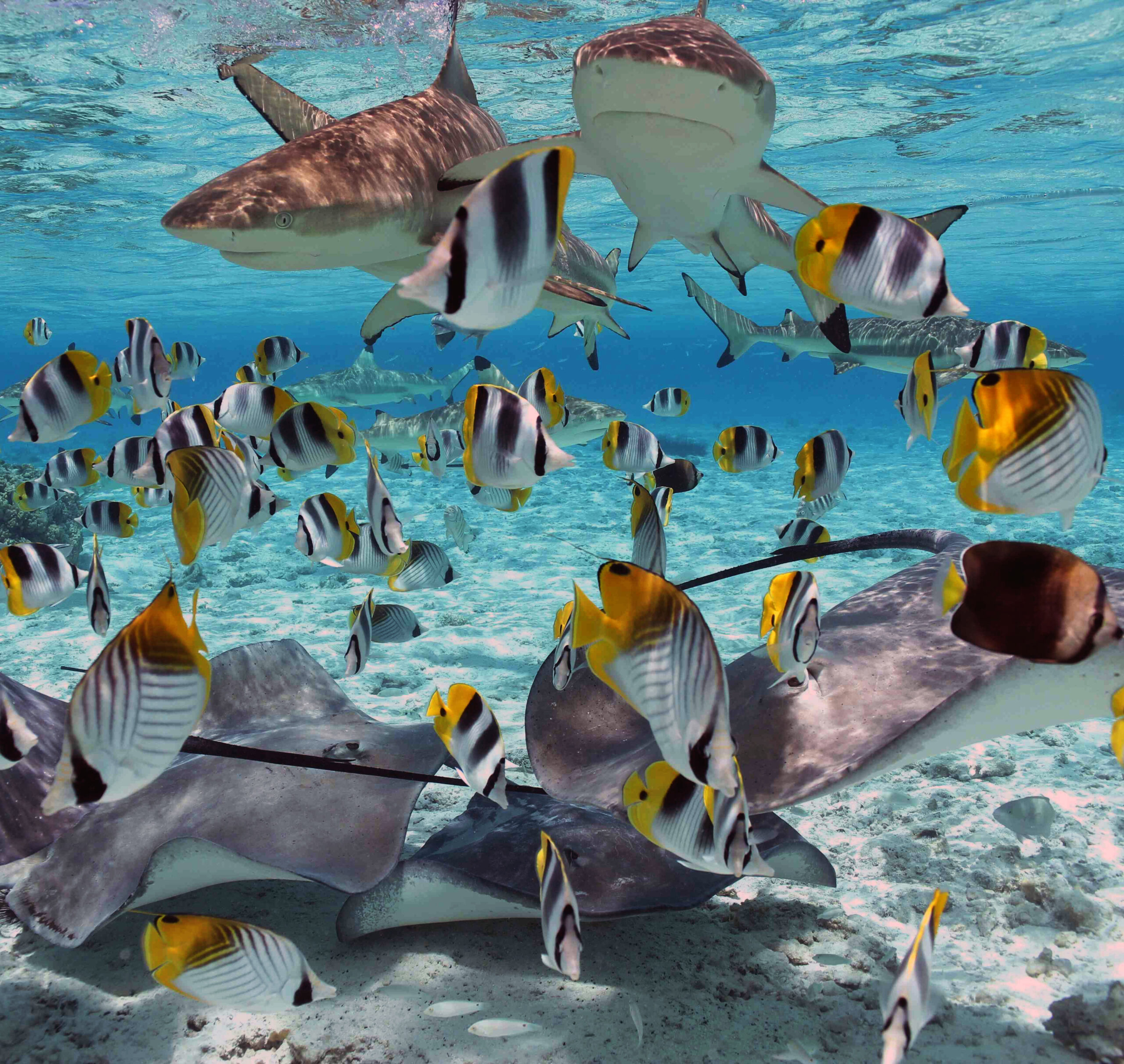 | Blue Tahiti Travel Underwater View of Shark and Ray Feeding in Bora Bora Lagoon