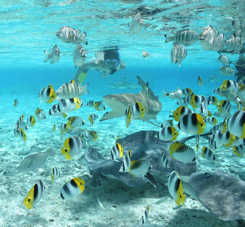 | Blue Tahiti Travel Up Close Interaction During Shark and Ray Feeding in Bora Bora with Tourist in Water