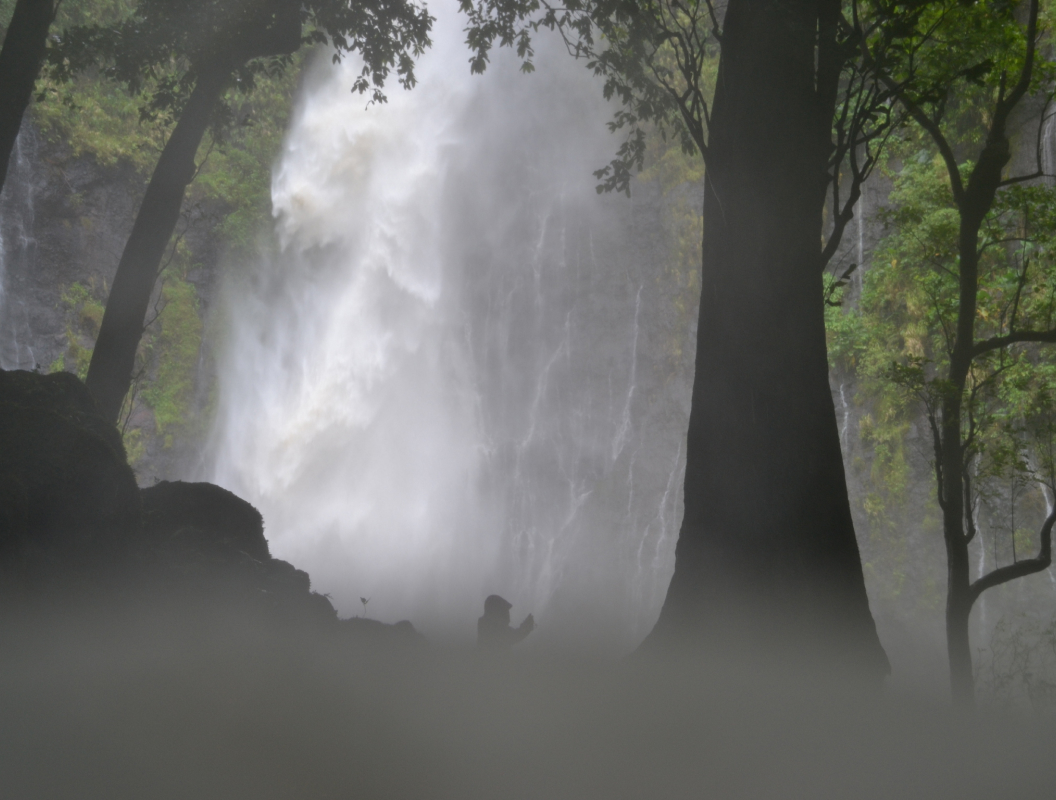 Raining Forest