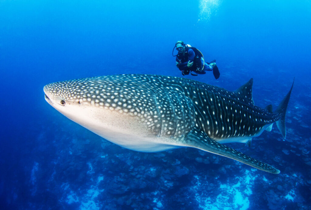 | Blue Tahiti Travel Australian Diver in a Rare Underwater Encounter with Fascinating Sea Creatures While Diving French Polynesia.
