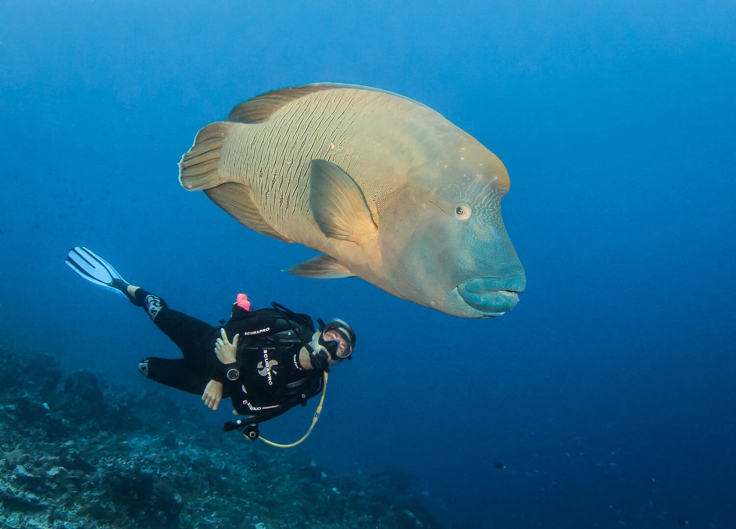 Diving with fish