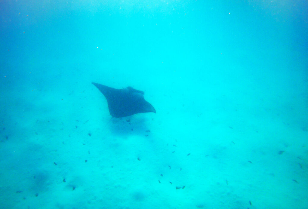 Snorkeling with the Manta Rays in Maupiti, French Polynesia